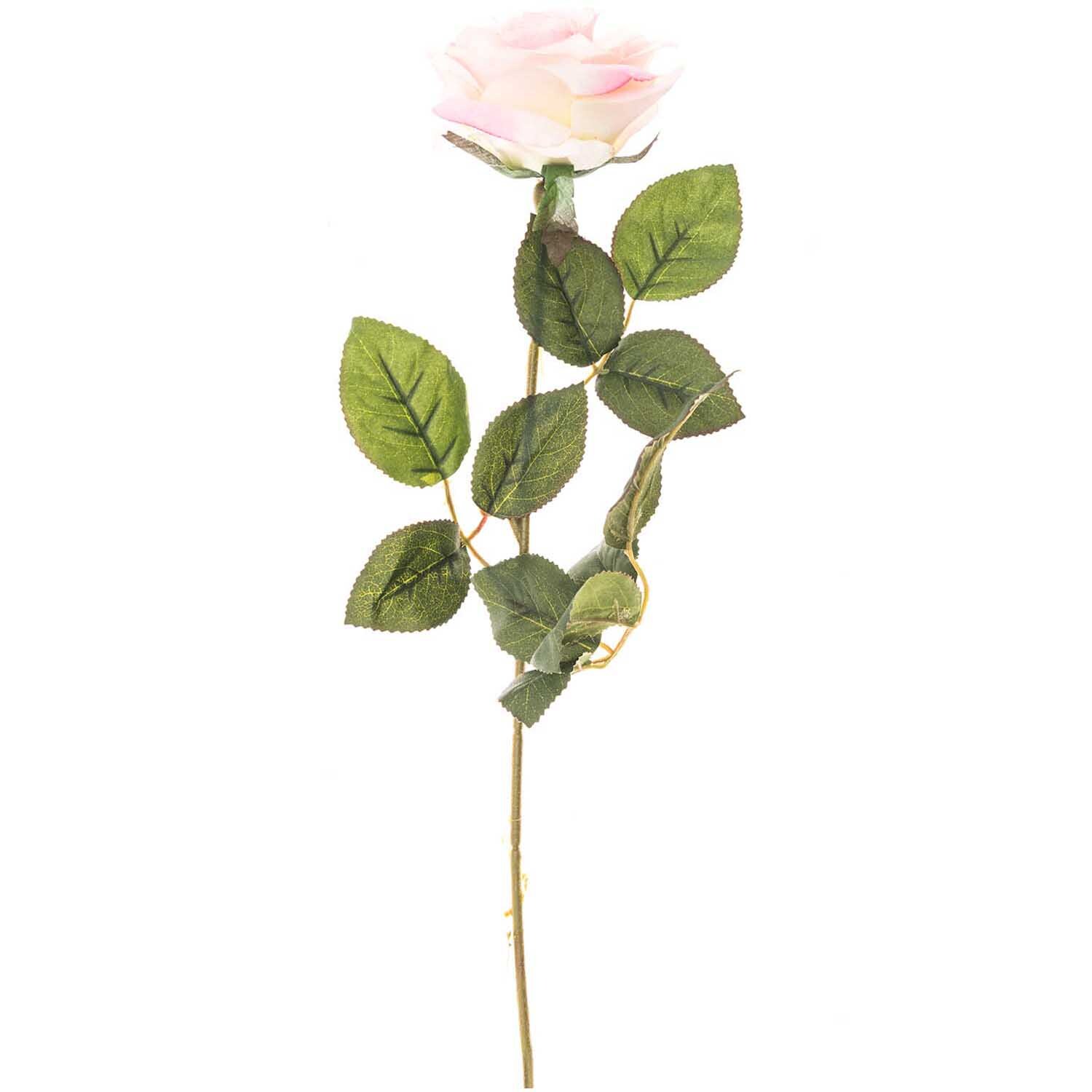 Edelrose 66cm