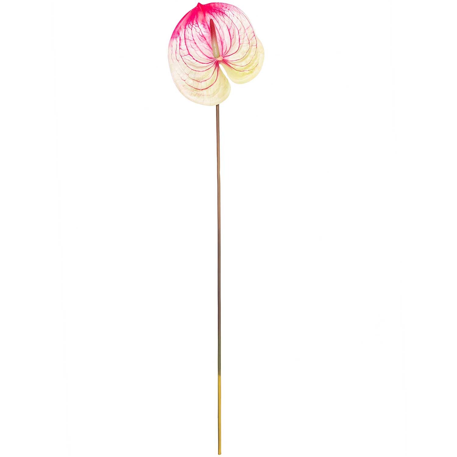 Anthurie pink-grün 70cm von idee. Creativmarkt 