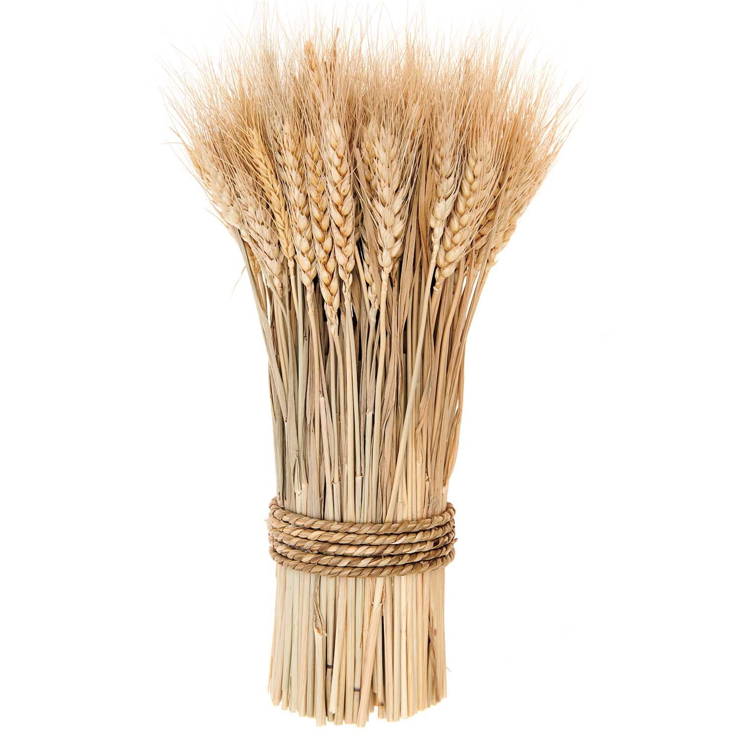 Getrockneter Weizenbund natur 30cm 150g von Rico Design