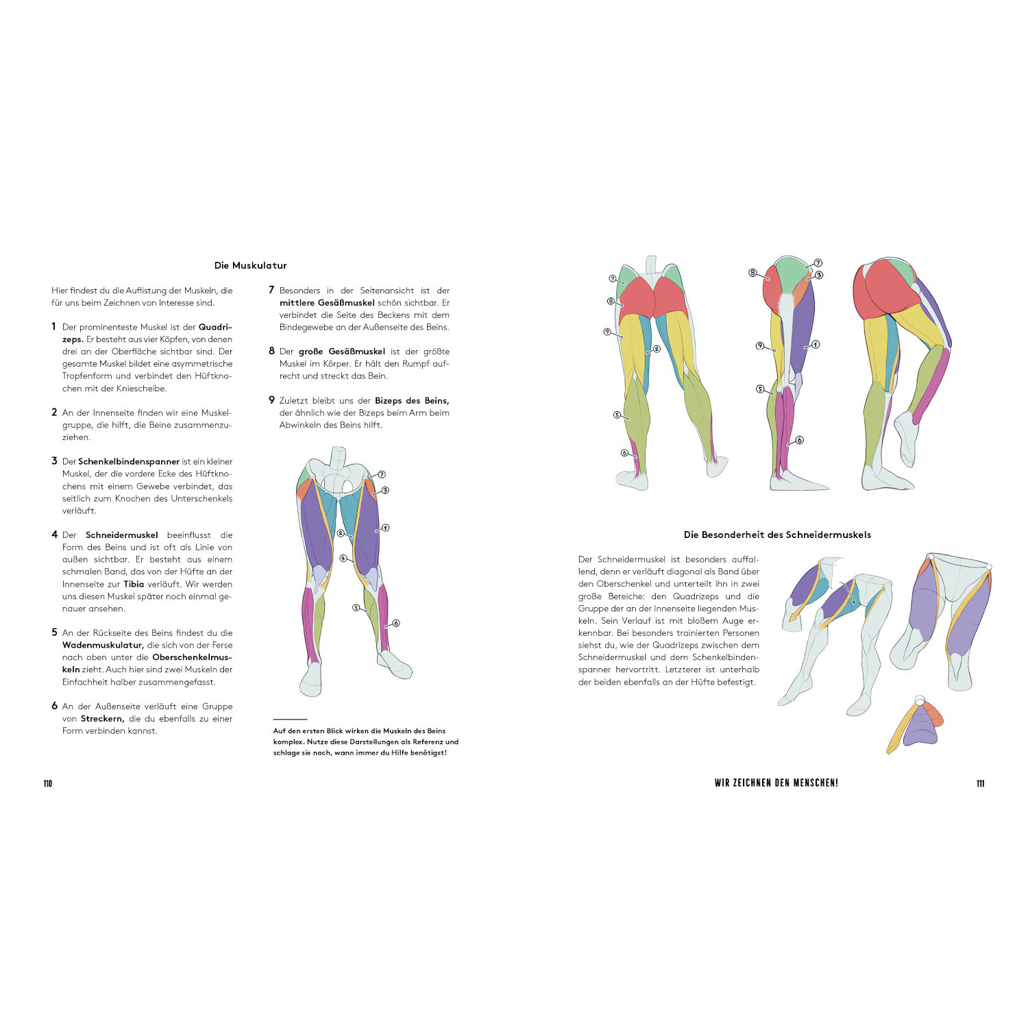 Der ultimative Zeichen-Workshop – Körper und Posen: Anatomische Illustrationen von Beinmuskeln in verschiedenen Farben zur Unterstützung beim Zeichnen.