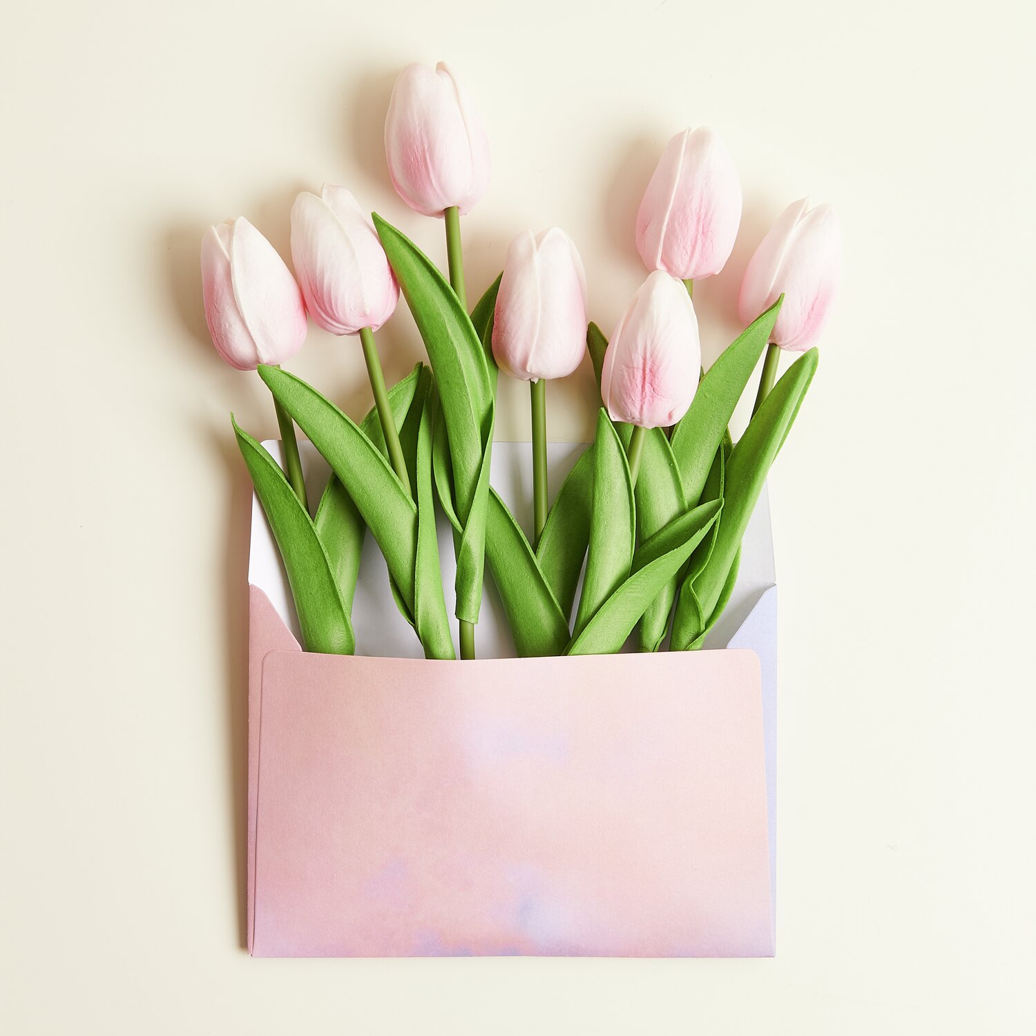 Tulpenstrauß mit 7 Blüten in einem Umschlag, rosa Tulpen, 33,5 cm, auf hellem Hintergrund.