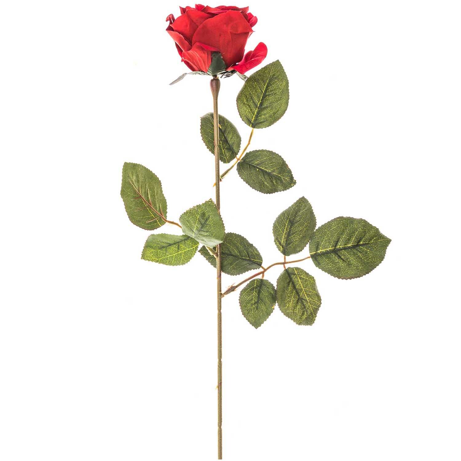 Rot