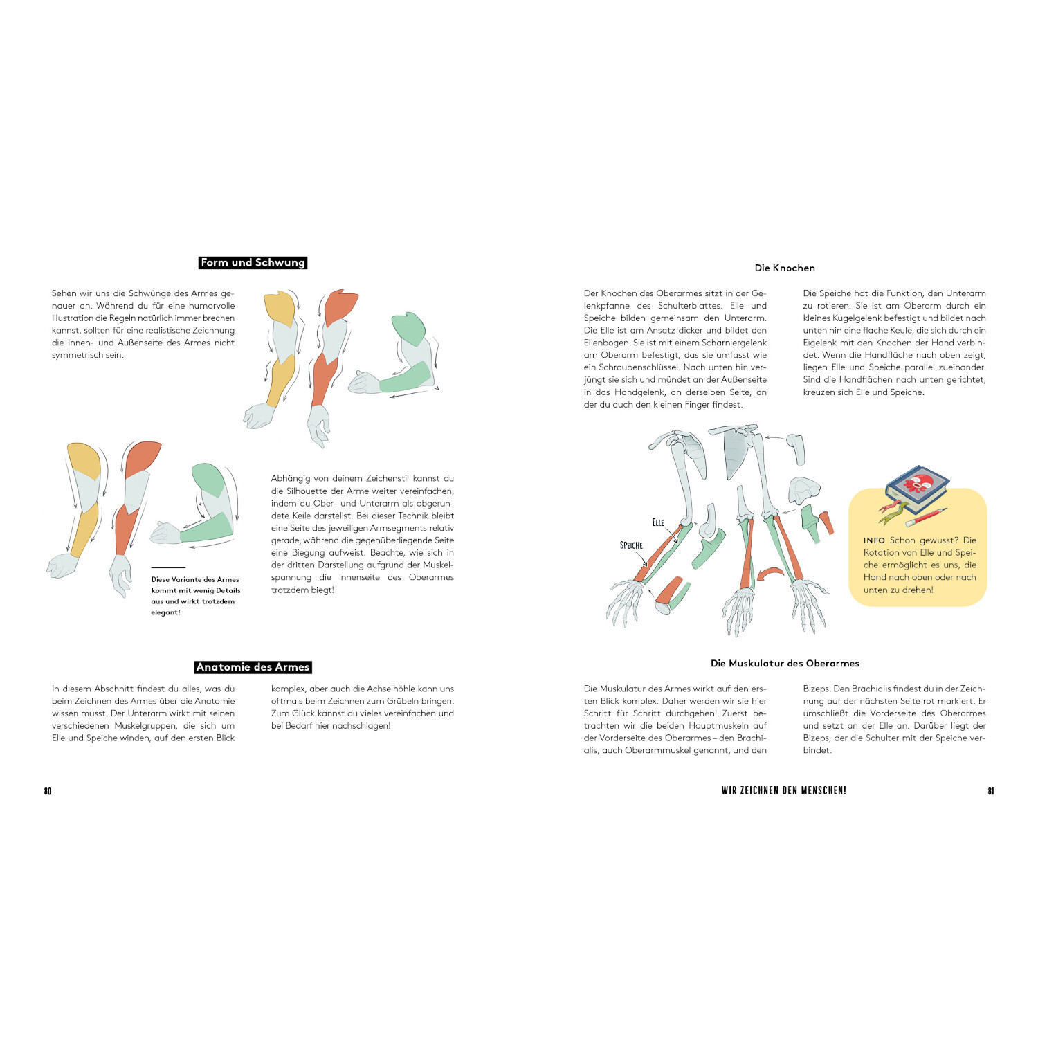 Der ultimative Zeichen-Workshop – Körper und Posen: Doppelseite mit Illustrationen von Muskeln und Knochen, farblich hervorgehoben.