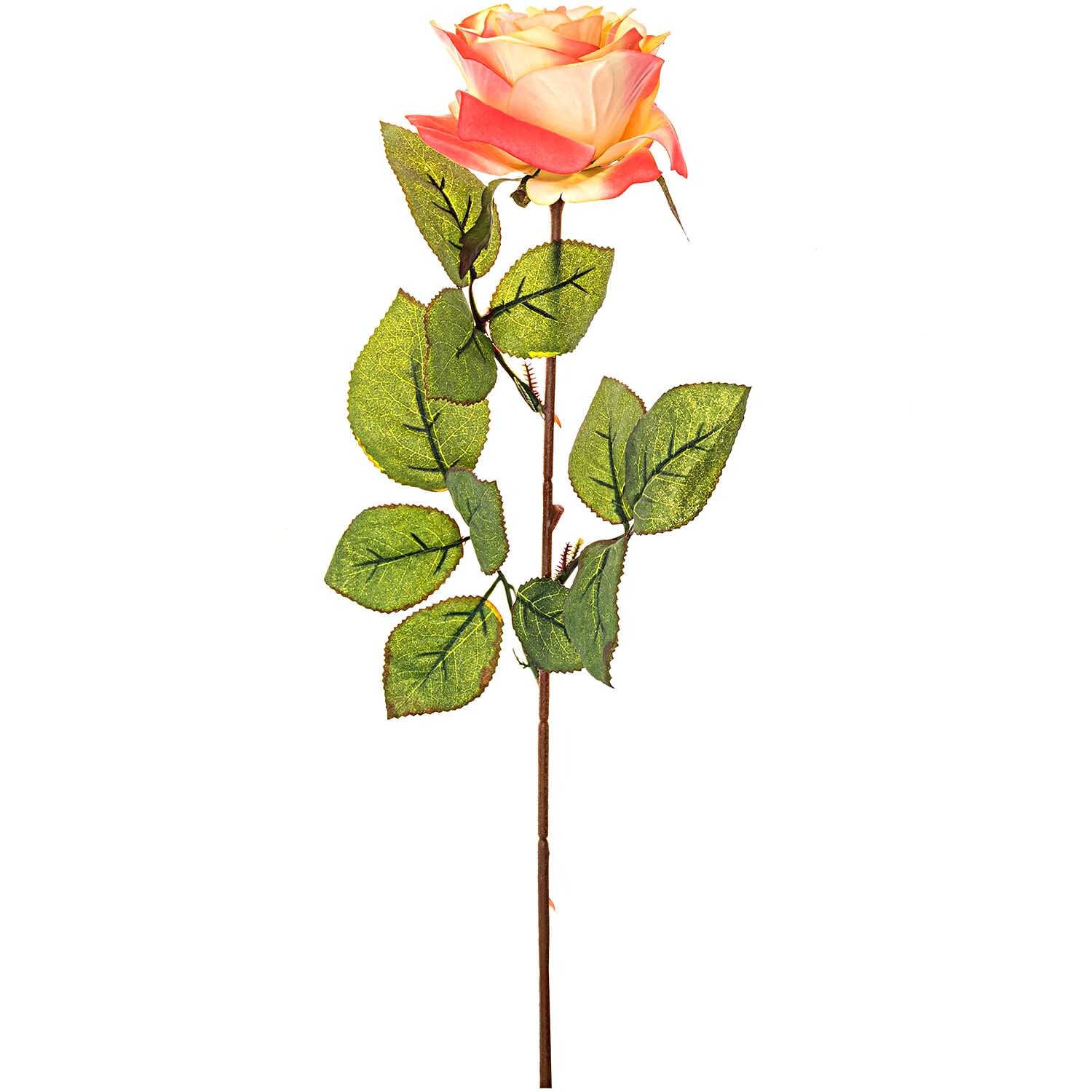 Edelrose 66cm