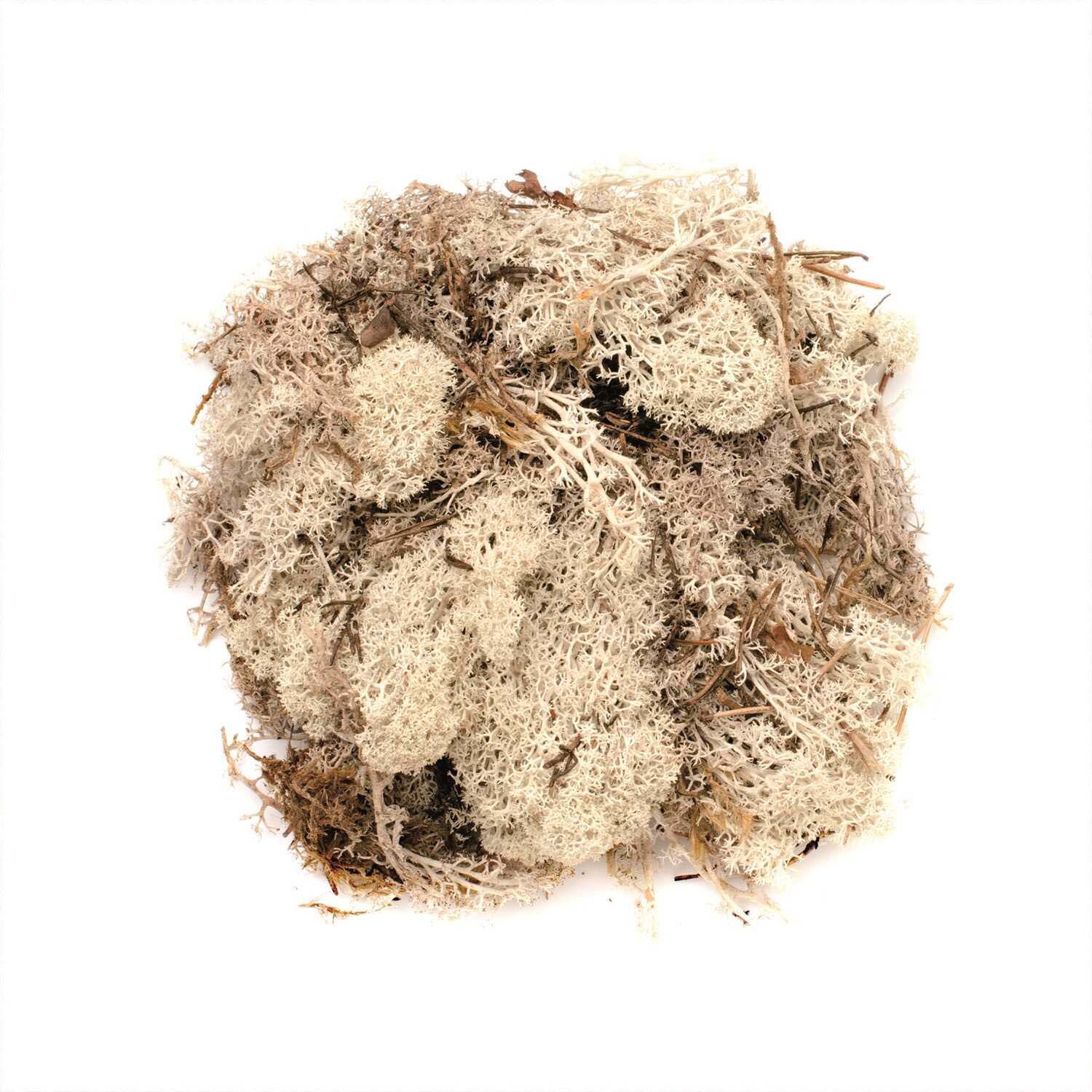 Islandmoos 50g