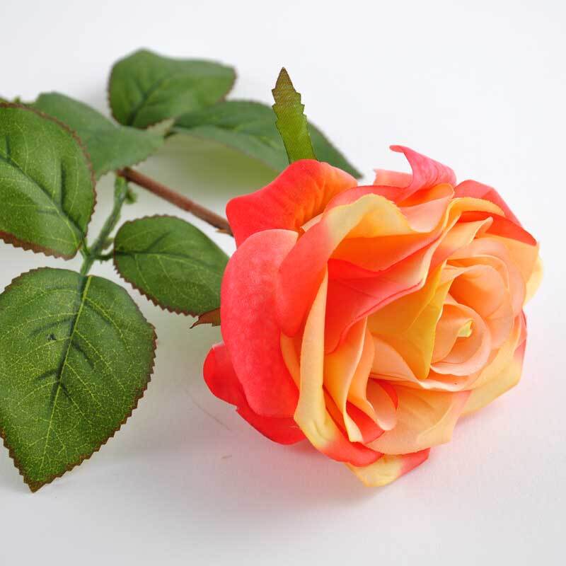 Edelrose 66cm