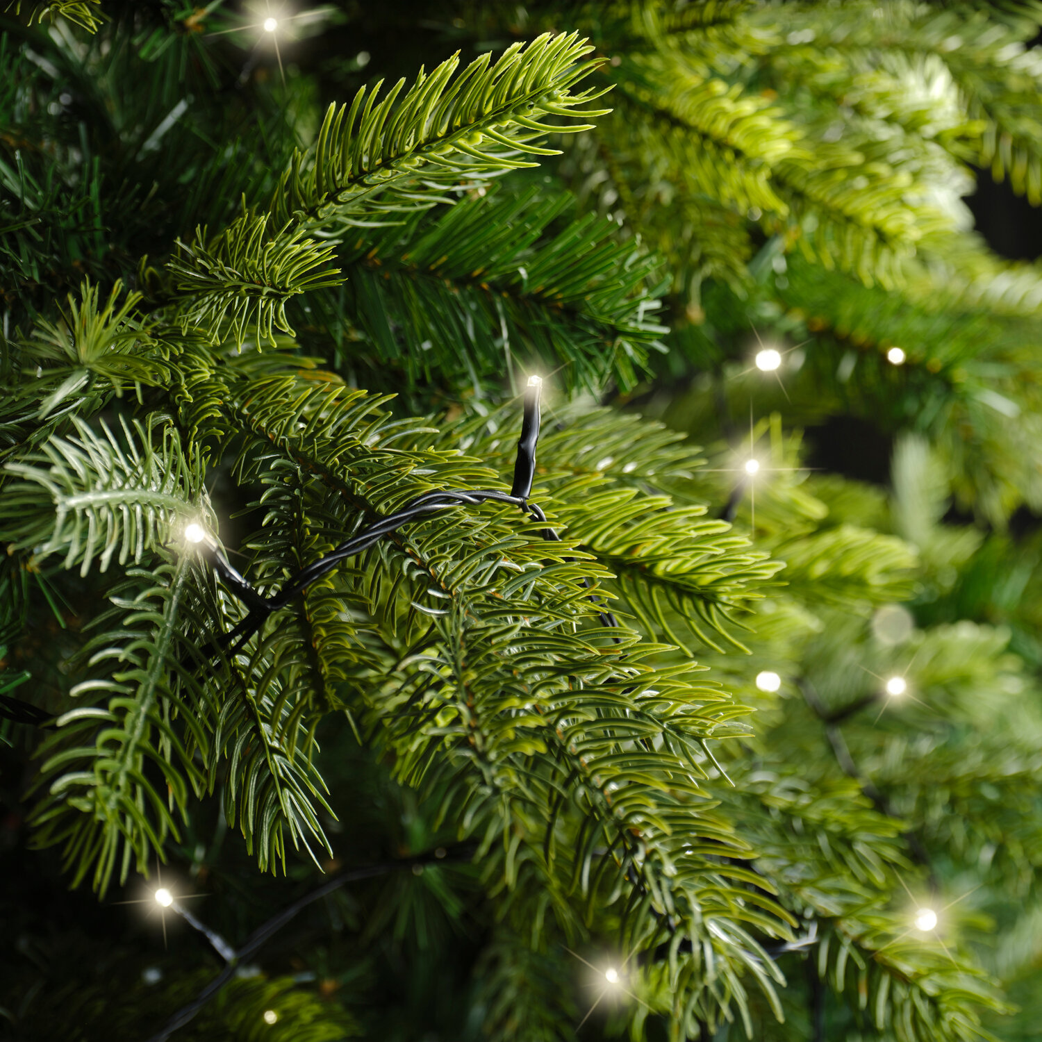 LED Duracharge basic lights outdoor, 367,5cm, Lichterkette mit schwarzem Kabel, warmweiß leuchtend auf grünem Nadelbaum im Außenbereich