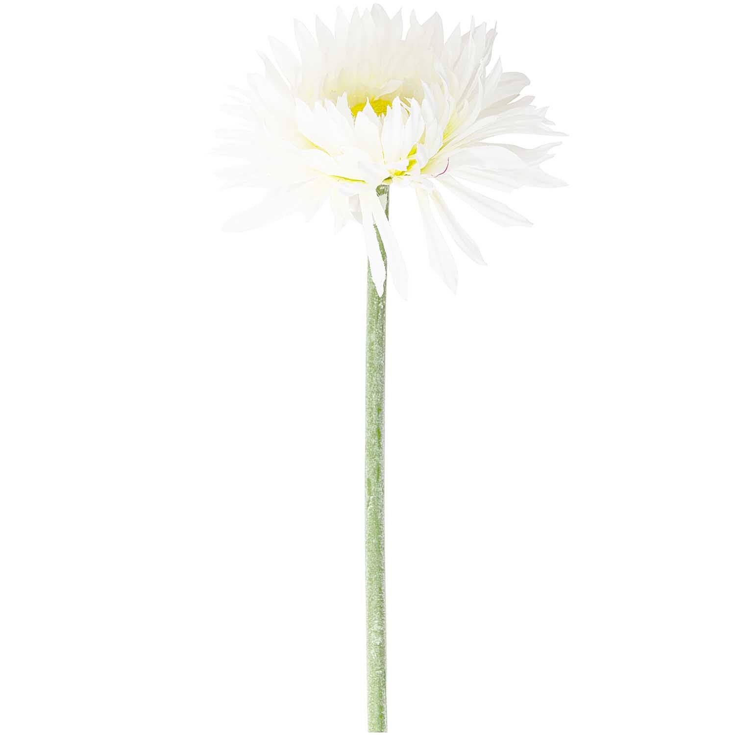 Fransengerbera weiß 52cm