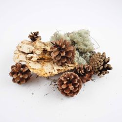 Pilz-Moos-Zapfen Mix Pilz-Moos-Zapfen Mix