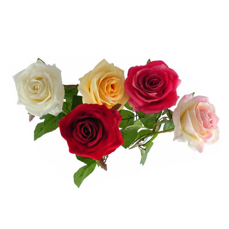 Edelrose 66cm