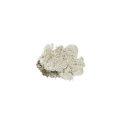 Islandmoos natur 50g Islandmoos natur 50g
